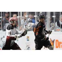 Joel White with the New England Black Wolves
