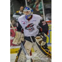 Elmira Jackals Goaltender Sam Marotta