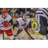 Elmira Jackals Goaltender Sam Marotta