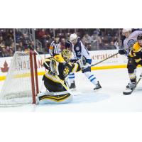 St. John's IceCaps vs. Providence Bruins