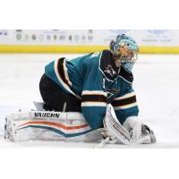 Bridgeport Sound Tigers vs. Worcester Sharks