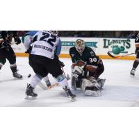 Utah Grizzlies Goaltender Igor Bobkov