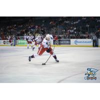 Grand Rapids Griffins Defenseman Alexey Marchenko