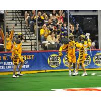 Minnesota Swarm Celebrate Goal vs. Rochester Knighthawks