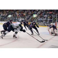 Florida Everblades vs. South Carolina Stingrays