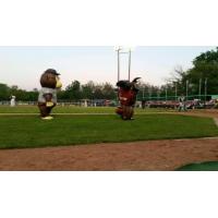 The ZOOperstars