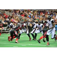 Orlando Predators QB Randy Hippeard vs. the Cleveland Gladiators