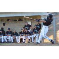 Miles Mastrobuoni Bats while Rochester Honkers Teammates Look On