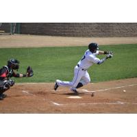 Sioux Falls Canaries Lay down a Bunt