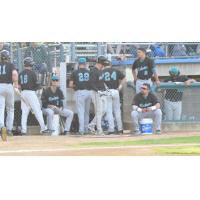Rochester Honkers on the Bench