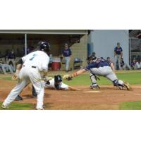 Ryan Webberley of the Rochester Honkers Beats the Tag vs. St. Cloud