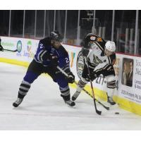 Wichita Thunder Face the Quad City Mallards