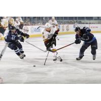 Zach O'Brien of the Chicago Wolves vs. the Manitoba Moose