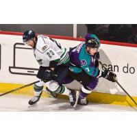 Florida Everblades vs. the Solar Bears