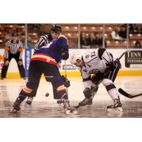Manchester Monarchs Face off with the Norfolk Admirals