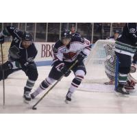 Florida Everblades Forward Ethan Werek Battles South Carolina Stingrays Forward Brett Cameron