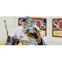 Toledo Walleye Goaltender Jeff Lerg