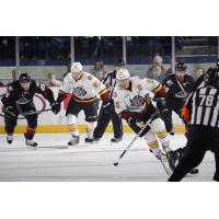 Chicago Wolves C Pat Cannone Corrals the Puck vs. the Lake Erie Monsters