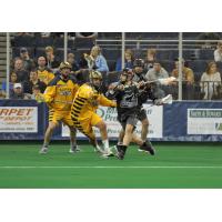 New England Black Wolves vs. the Georgia Swarm