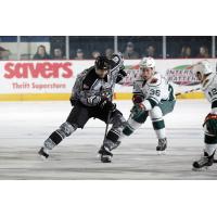 Chicago Wolves D Peter Harrold Corrals the Puck vs. the Iowa Wild