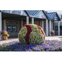 Kane County Cougars Begonia Baseball