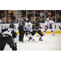 Manchester Monarchs Face off against the Orlando Solar Bears