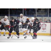 Chicago Wolves Get Physical with the Lake Erie Monsters