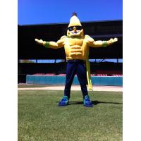Savannah Bananas Mascot Split Surveys his Domain