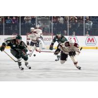 Chicago Wolves and Iowa Wild Race for the Puck