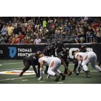 Orlando Predators QB Randy Hippeard Lines up vs. the Arizona Rattlers