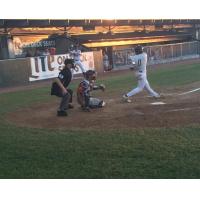 Wisconsin Woodchucks at the Plate