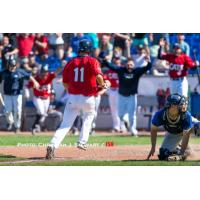 Brad Pluschkell Scores the Winning Run for the Victoria HarbourCats