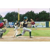 Bullfrogs Winning Streak Snapped by Woodchucks