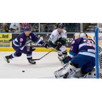 Solar Bears at Everblades