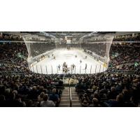 Firebirds Look to Bounce Back Friday in Kingston