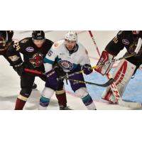 Solar Bears Loan Werek to Texas Stars