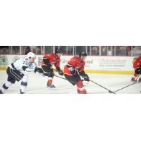 Stockton Heat Recall Aagaard
