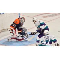 Solar Bears Newsletter Presented by Fairwinds Credit Union