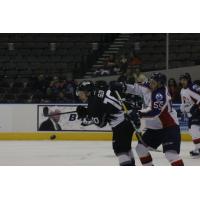 Steelheads Weekly Report: November 21