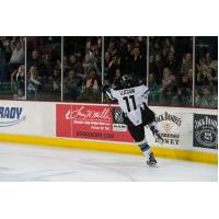 Steel Sweep over Americans- Steelheads Extend Unbeaten Streak to Seven Games