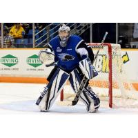 Sea Dogs Tame Wildcats for League-Leading 20th Win