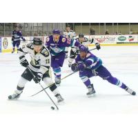 Solar Bears Shine in Wheeling, 5-2