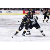 Defenseman Springer Joins Steelheads