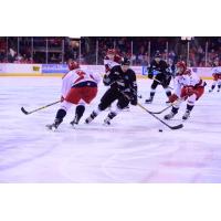 Gill, Americans Shutout Steelheads