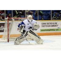 Sea Dogs Recall G Matt Williams