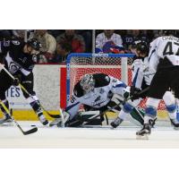 Steelheads Announce Goaltending Transactions