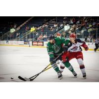 Everblades Tamed by Jackals in 3-1 Loss