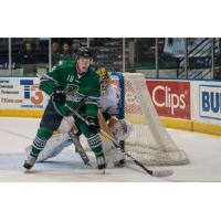 Stephen MacAulay Returns to Everbladesfrom AHL