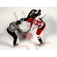 Americans and Grizzlies Resume Series After off Day