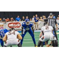 Tampa Bay Storm Sweeps AFL Weekly Awards